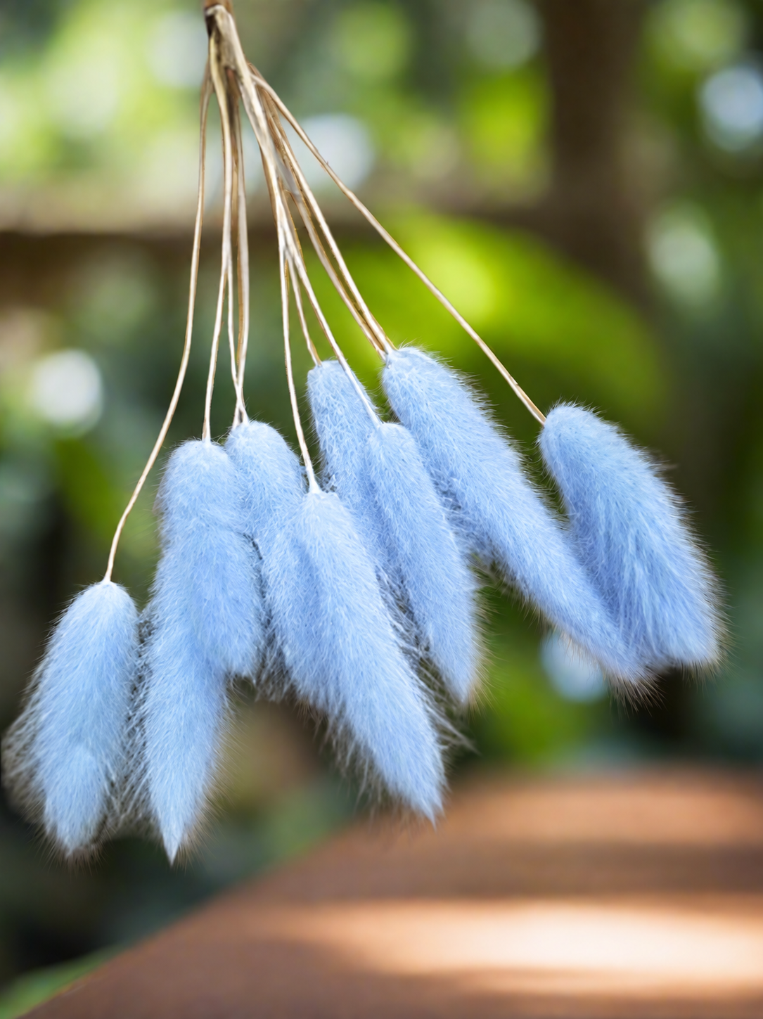 3 Stems Dry Bunny Tails
