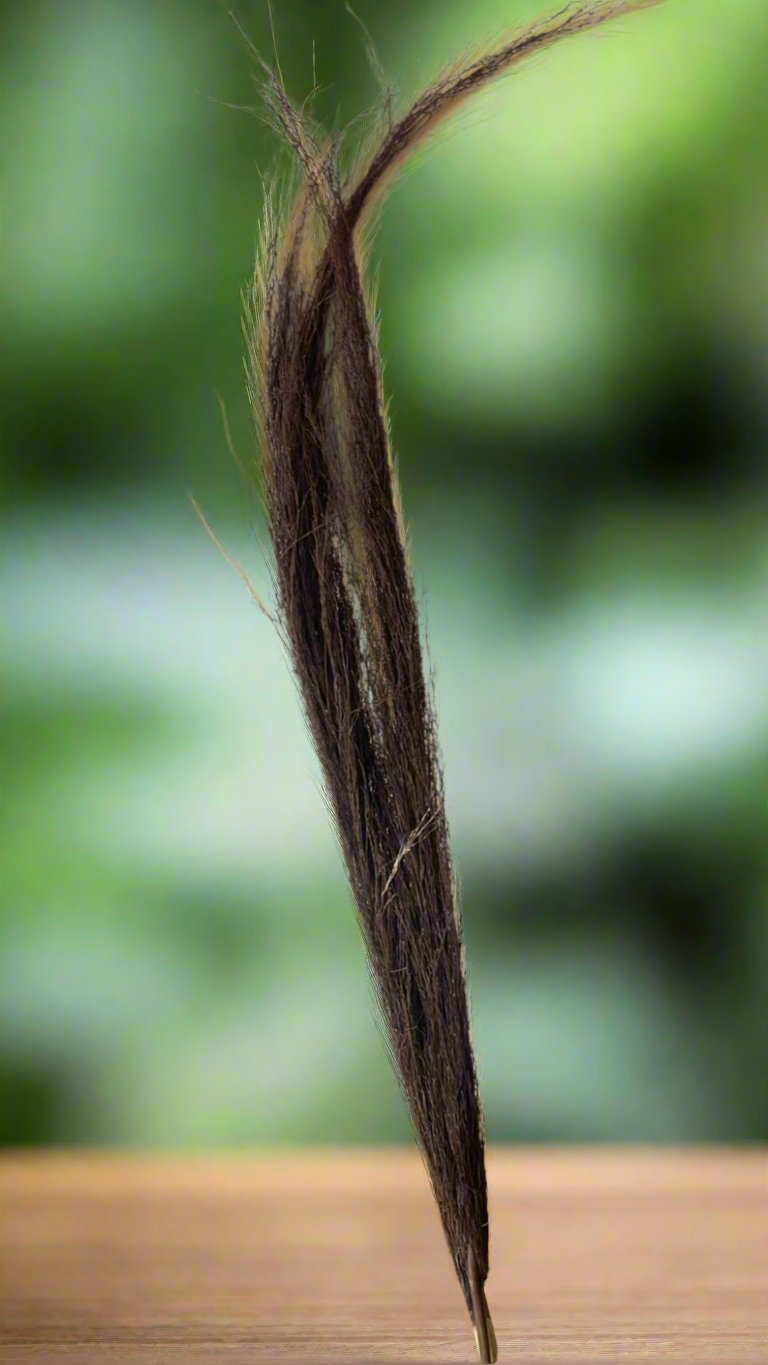 Dry Pampas Grass