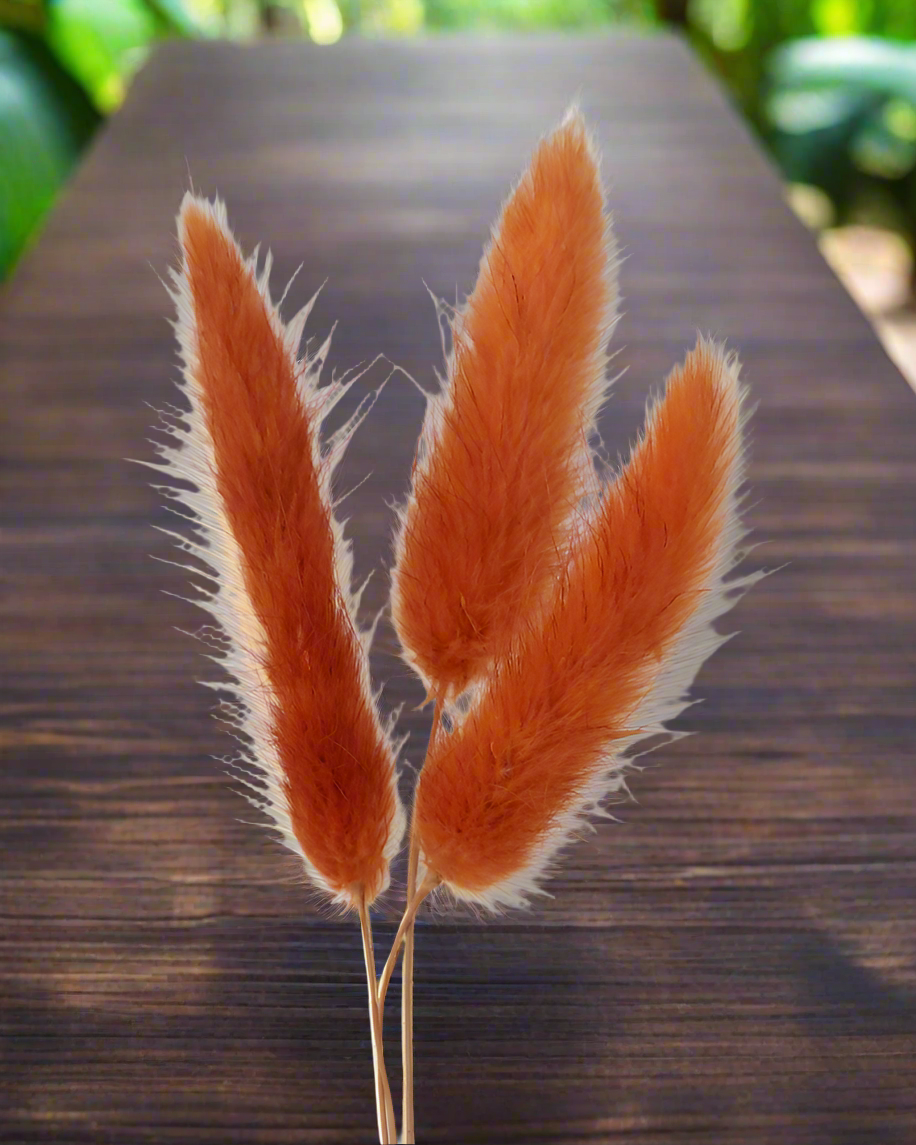 3 Stems Dry Bunny Tails