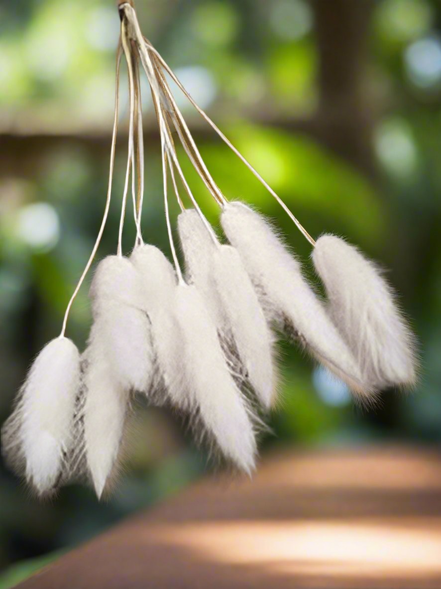 3 Stems Dry Bunny Tails