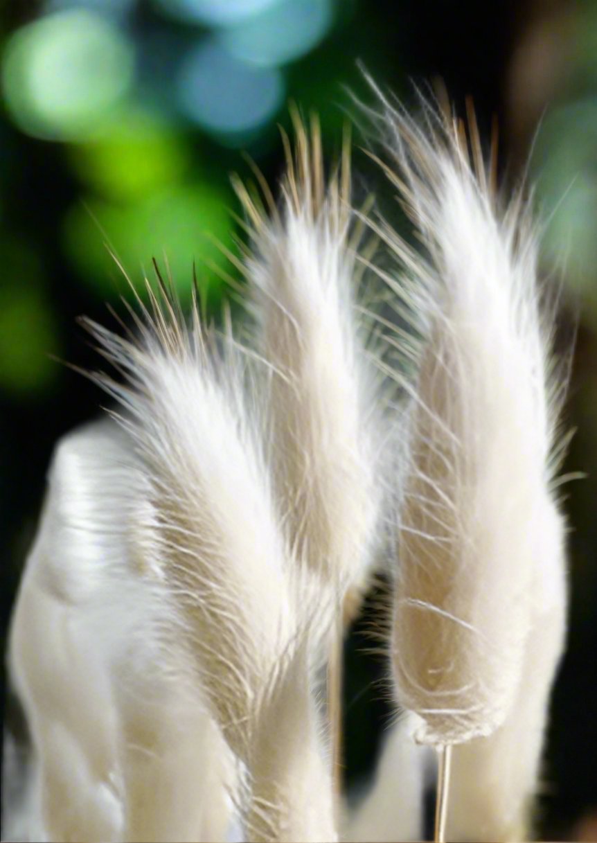 3 Stems Dry Bunny Tails