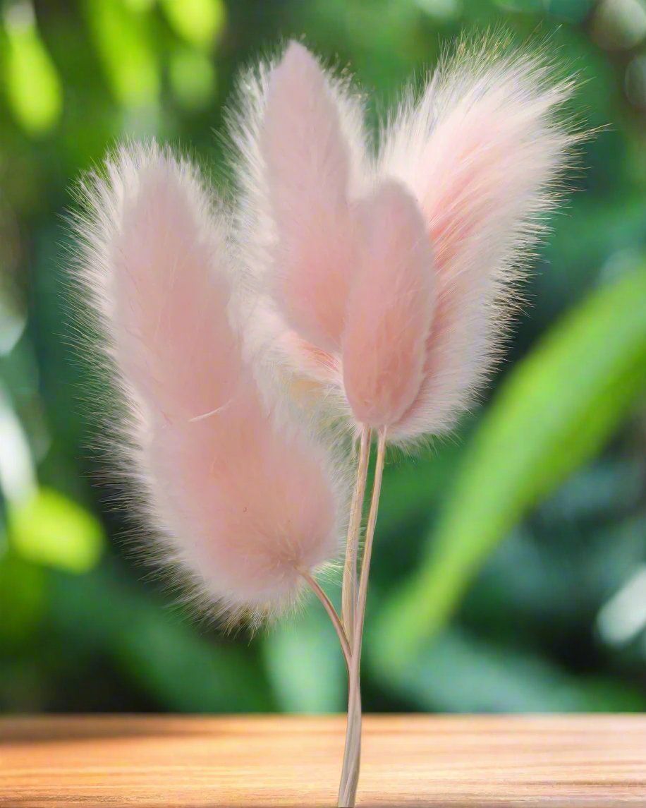 3 Stems Dry Bunny Tails