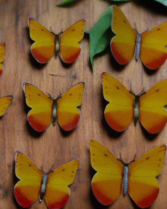 Edible Wafer Paper Butterfly