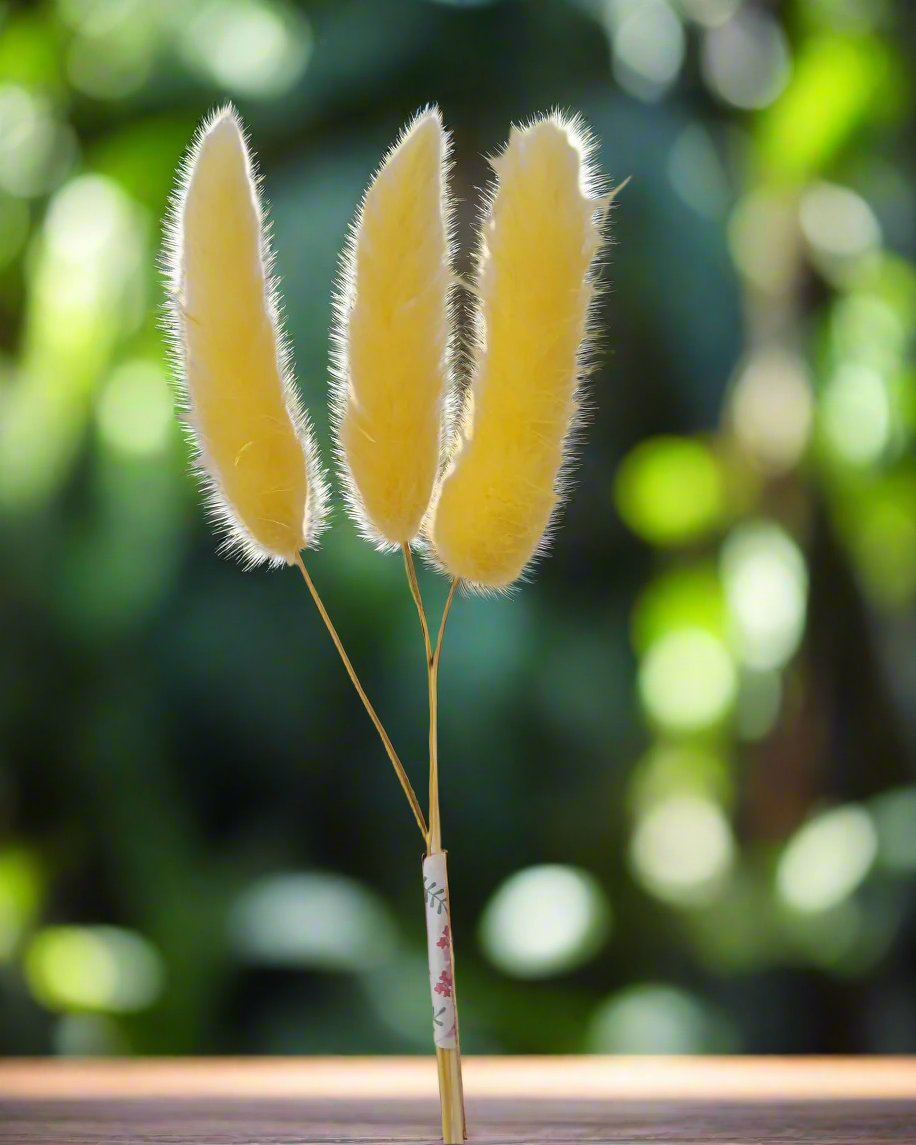 3 Stems Dry Bunny Tails